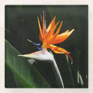 Dessous-de-verre En Verre Flower tropical orange paradise