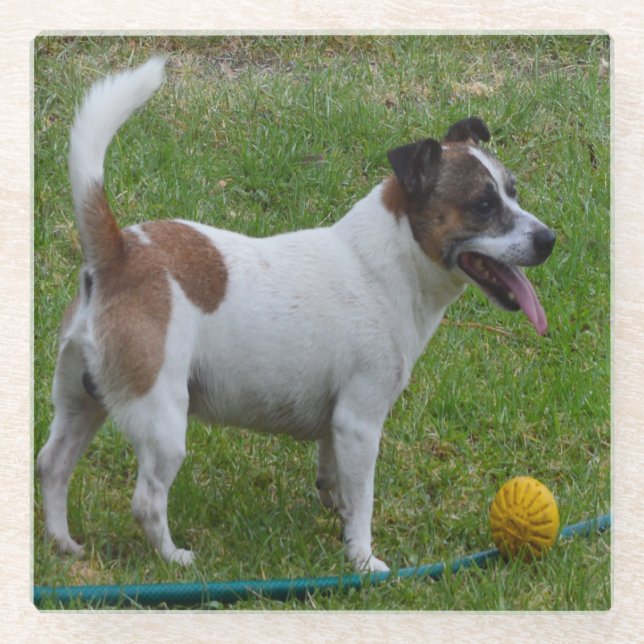 Dessous-de-verre En Verre Fox Terrier Avec Sa Balle, (Devant)