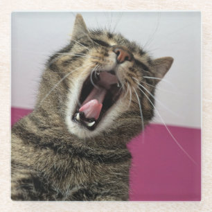 Dessous-de-verre En Verre Funny Cat Photo Amant animal de compagnie