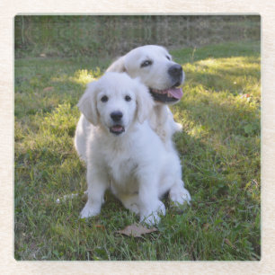 Dessous-de-verre En Verre Golden Retriever maman et chiot