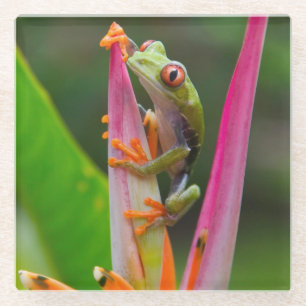 Dessous-de-verre En Verre Grenouille aux yeux rouges, Costa Rica