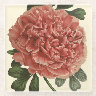 Dessous-de-verre En Verre Illustration Antique Botanique de Pivoine sur Cous