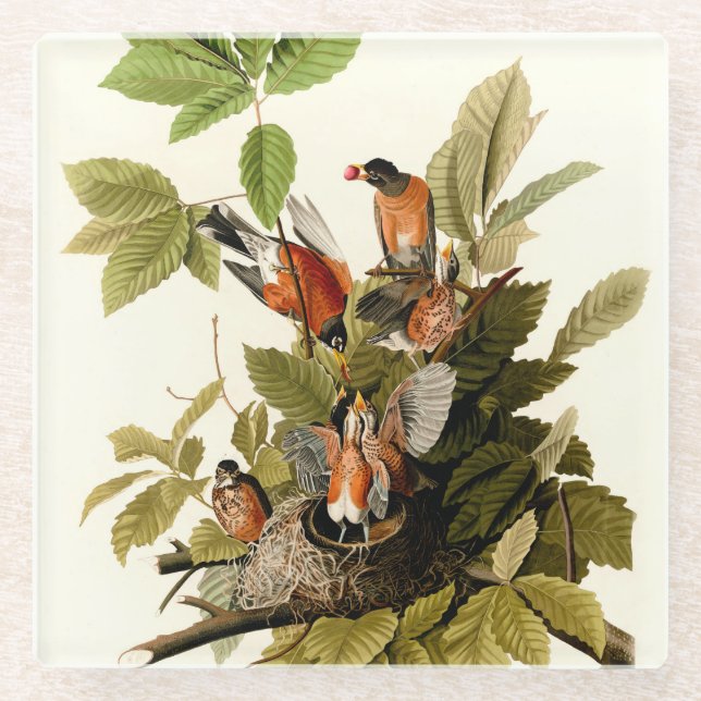 Dessous-de-verre En Verre Illustration Audubon American Robin Wildlife Bird (Devant)