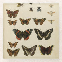 Insectes de jardin par Vision Studio