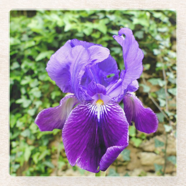 Dessous-de-verre En Verre Iris à poils (Devant)