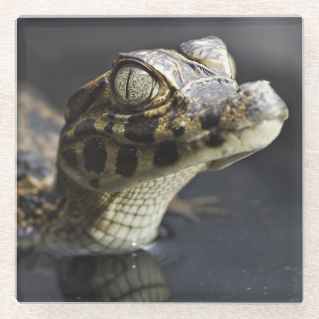 Dessous-de-verre En Verre Jeune caïman dans l'eau avec la réflexion (Devant)