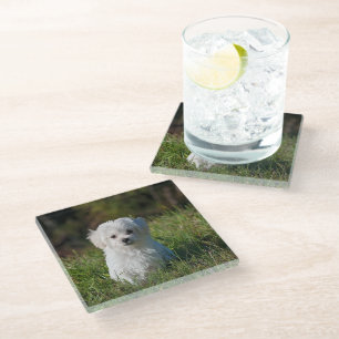 Dessous-de-verre En Verre Joli chiot blanc
