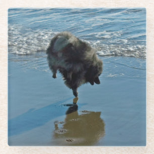 Dessous-de-verre En Verre Keeshond Ballet Photographie - Joli chien d'origin