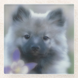 Dessous-de-verre En Verre Keeshond et Columbine - Photo de chien