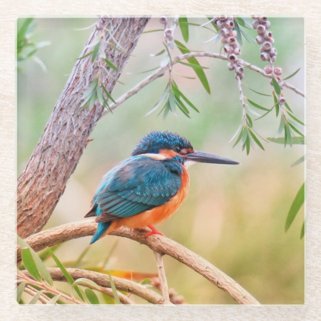 Dessous-de-verre En Verre Kingfisher Perché sur la branche (Devant)