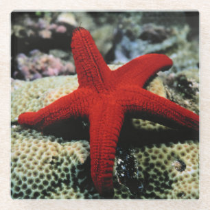 Dessous-de-verre En Verre La Mer Rouge des poissons   d'étoile