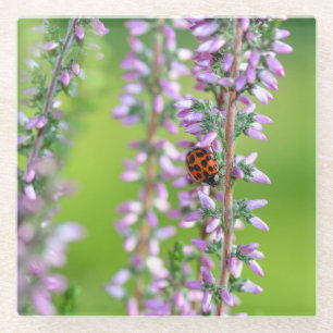 Dessous-de-verre En Verre Ladybird sur les fleurs violettes  
