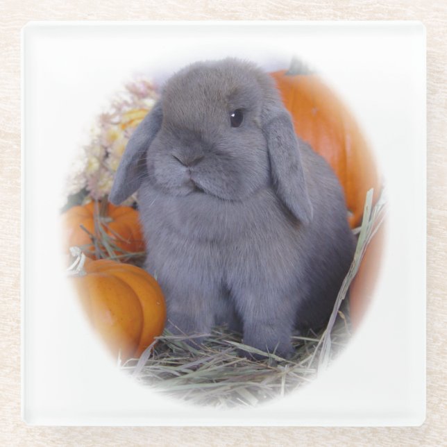 Dessous-de-verre En Verre Lapin de la Hollande Lop dessus (Devant)