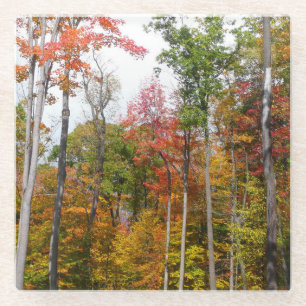 Dessous-de-verre En Verre L'automne dans la forêt Photographie d'automne col