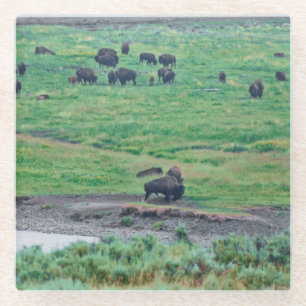 Dessous-de-verre En Verre Le bison américain