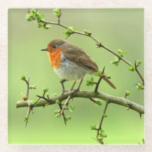 Dessous-de-verre En Verre Le Robin