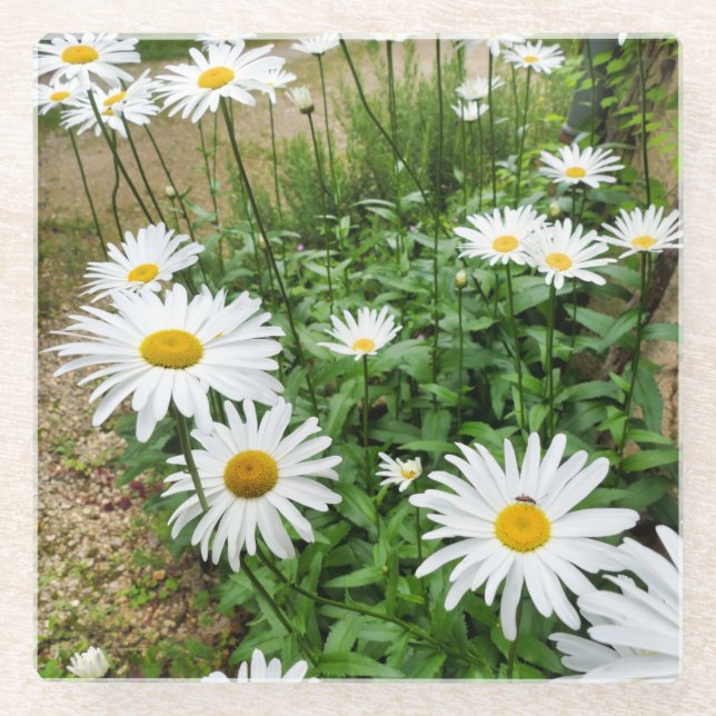 Dessous-de-verre En Verre Leucanthemum Blooms (Devant)