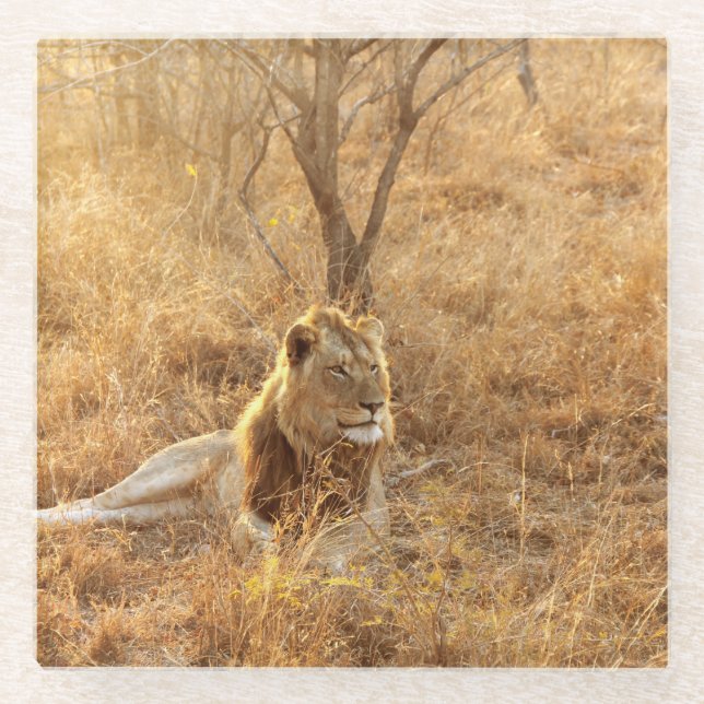 Dessous-de-verre En Verre Lion (Devant)