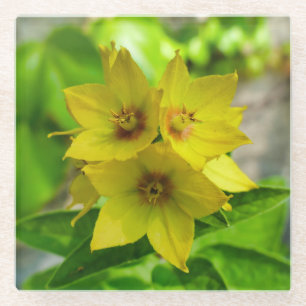 Dessous-de-verre En Verre Lysimachia punctata