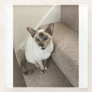 Dessous-de-verre En Verre Magie de chats