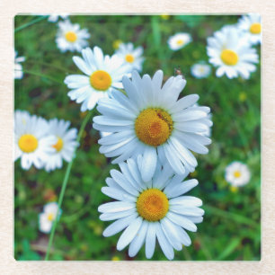 Dessous-de-verre En Verre Marguerites oculaires