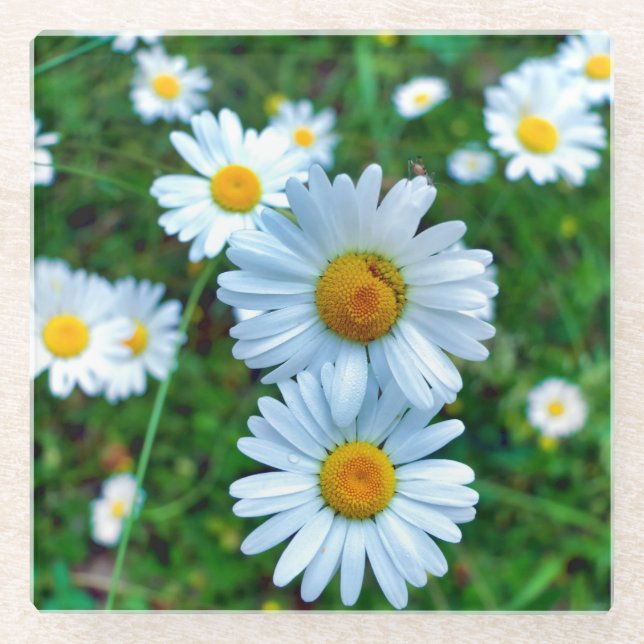 Dessous-de-verre En Verre Marguerites oculaires (Devant)