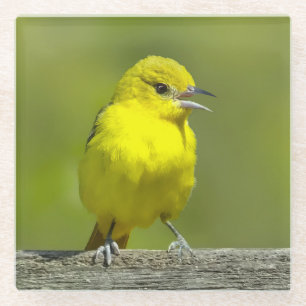 Dessous-de-verre En Verre Orchard Oriole - Photo originale