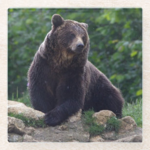 Dessous-de-verre En Verre Ours Brown