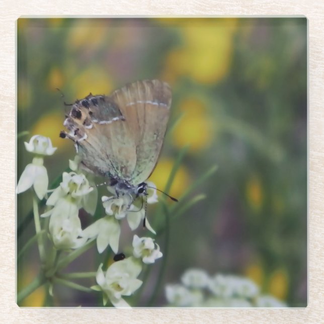 Dessous-de-verre En Verre Papillon d'hespérie sur une fleur (Devant)