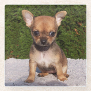 Dessous-de-verre En Verre Petit Chihuahua Chien chiot mignon