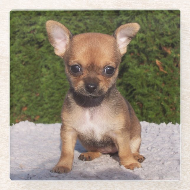 Dessous-de-verre En Verre Petit Chihuahua Chien chiot mignon (Devant)