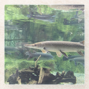 Dessous-de-verre En Verre Photo de brochet de rivière en eau claire