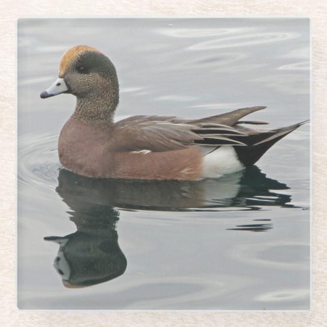 Dessous-de-verre En Verre Photo de canard Male Wigeon sur Calm Water Reflect (Devant)