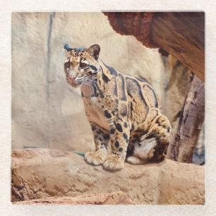Dessous-de-verre En Verre photo de léopard nuageux nature faune exotique