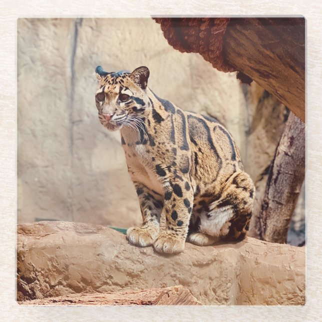 Dessous-de-verre En Verre photo de léopard nuageux nature faune exotique (Devant)