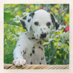 Dessous-de-verre En Verre Photo mignonne de chiot de chien dalmatien mignon,