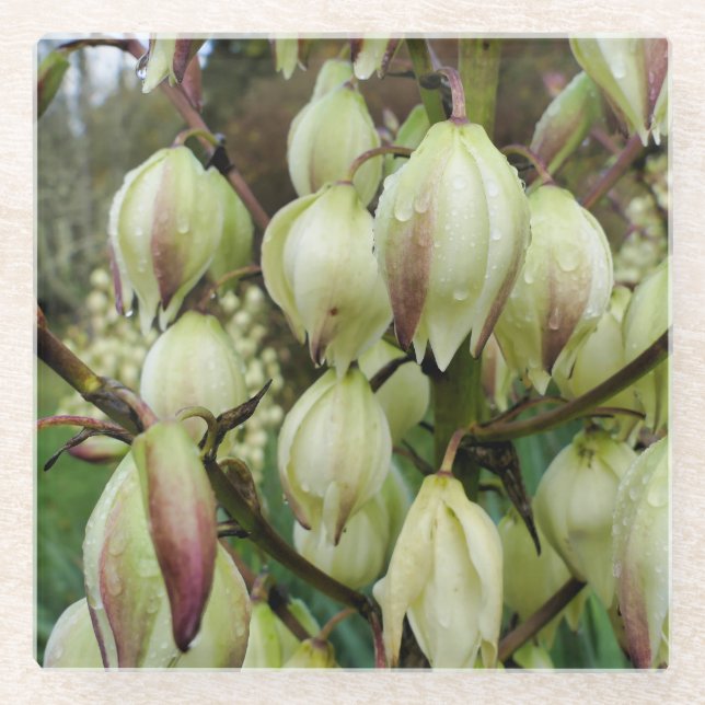 Dessous-de-verre En Verre Plante du Yucca (Devant)