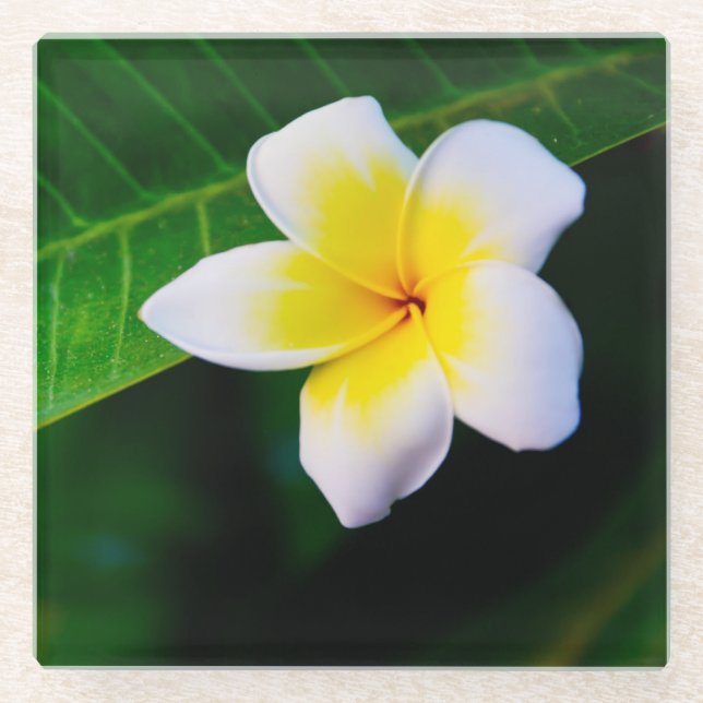 Dessous-de-verre En Verre Plumerias (Devant)