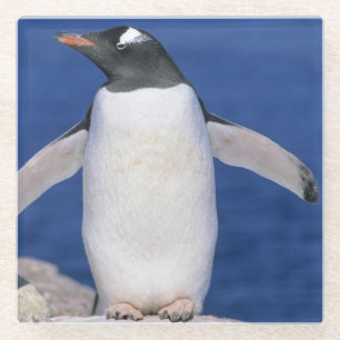 Dessous-de-verre En Verre Port du Manchot gentoo (Pygoscelis papua)