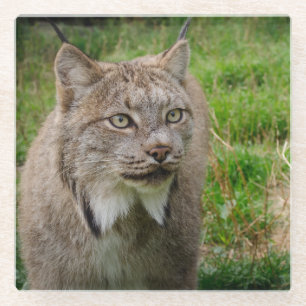 Dessous-de-verre En Verre Portrait de chat sauvage