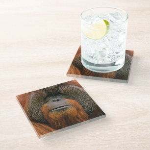 Dessous-de-verre En Verre Portrait d'un orang-outan mâle, Géorgie, États-Uni