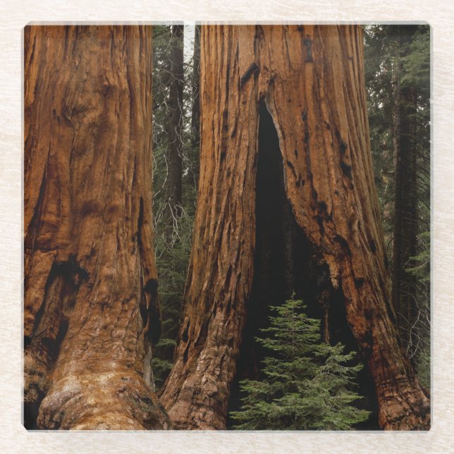 Dessous-de-verre En Verre Redwood Trees, Sequoia National Park (Devant)