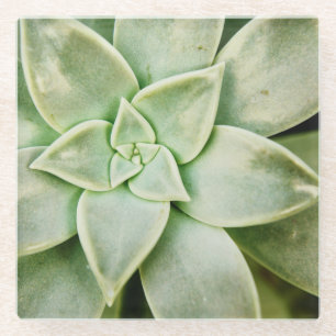 Dessous-de-verre En Verre Ressort Succulent