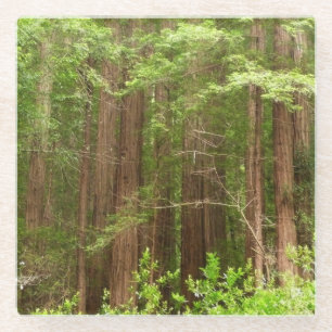 Dessous-de-verre En Verre Séquoias à Muir Woods National Monument