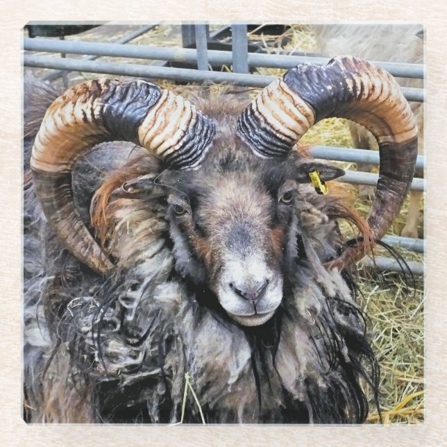 DESSOUS-DE-VERRE EN VERRE SHEEP (Devant)