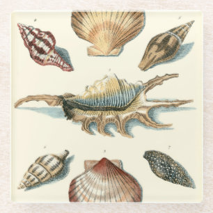Dessous-de-verre En Verre Shell de fantaisie échouent