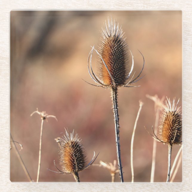 Dessous-de-verre En Verre Simplement du chardon (Devant)