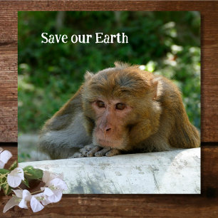 Dessous-de-verre En Verre Singe - Grand-père