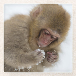 Dessous-de-verre En Verre Singe japonais de neige du Macaque   de bébé