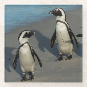 Dessous-de-verre En Verre Spheniscus africain Demersus des pingouins  